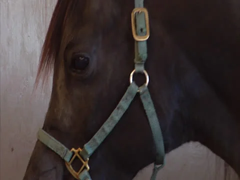 Horse Being Brushed Stock Footage 24257817