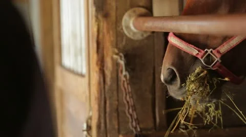 Horse Being Fed by Owner in Stall Stock Footage 21782853