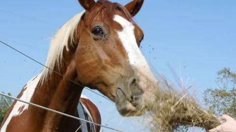 Horse being feed Stock Footage 27493670