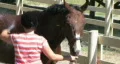 Horse Being Groomed HD Footage