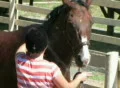 Horse Being Groomed Footage