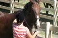 Horse Being Groomed Footage