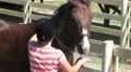 Horse Being Groomed HD Footage