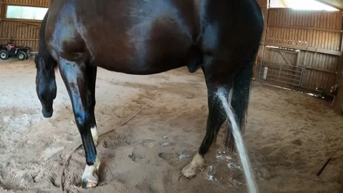 Horse being hosed down with water. Rinsing the legs for cooling in summer. Stock Footage 327386830