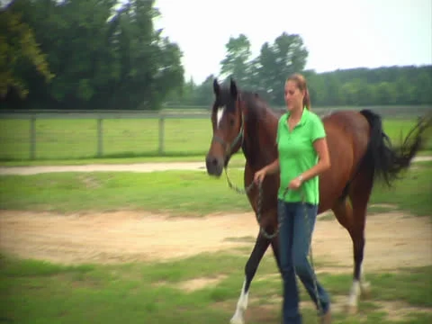 Horse Being Lead Through Gate Video stock 24257937
