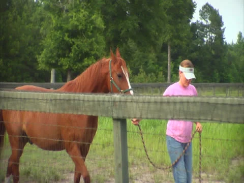 Horse Being Led into a Pasture Stock Footage 24258019