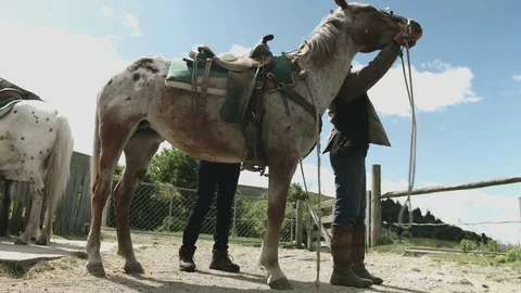 Horse Being Saddled Stock Footage 83526514