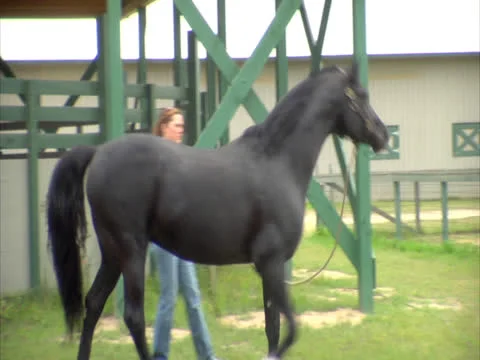 Horse Being Walked in Circles Stock Footage 24258453