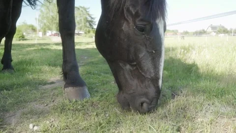 A horse, bending down, grazes the grass in the pasture with its lips and teeth. Stock Footage 276735988