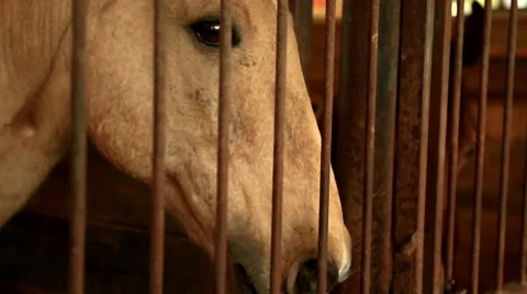Horse beyond Bars Stock Footage 49696432