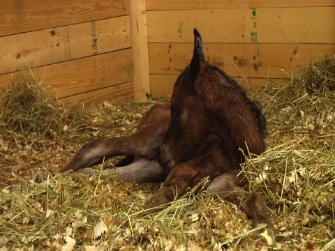 Horse Birth Stock Footage
