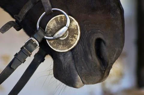 Horse bit Stock Photos
