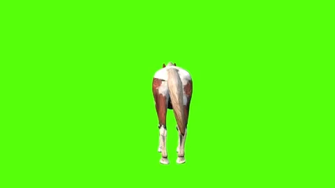 Horse Bite Green Sccreen Animation 4k Rendering Stock Footage 296970157