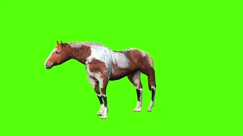 Horse Bite Green Sccreen Animation 4k Rendering Stock Footage 296970300