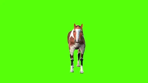 Horse Bite Green Sccreen Animation 4k Rendering Stock Footage 296970333