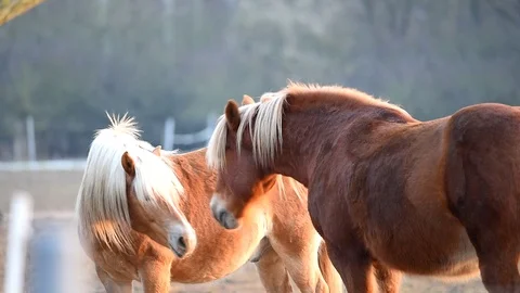 Horse bites horses. Video stock 86573685