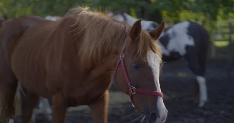 Horse with biting scars passing by Vídeo Stock 130964500