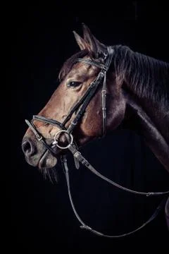 Horse On Black Background Stock Photos