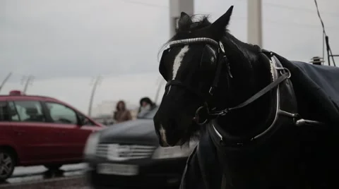 Horse on Blackpool Seafront, UK Stock Footage 56851623