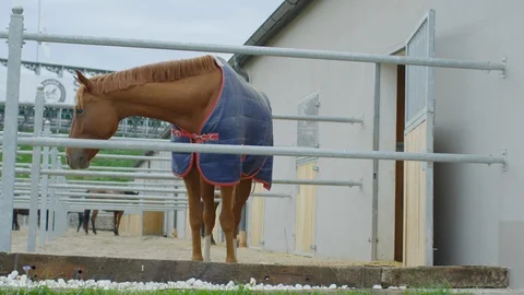 Horse with a blanket Stock Footage 86834492