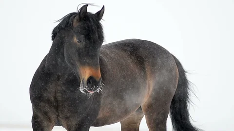 Horse in blizzard day Stock Footage 88275836