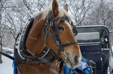 Horse in blizzard Stock Photos