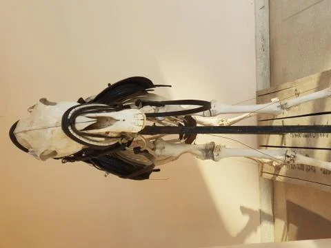 Horse Bone Stock Photos