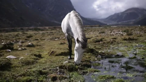 Horse in Breathtaking Mountain Range 動画素材 243025923
