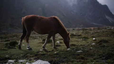 Horse in Breathtaking Mountain Range 動画素材 243025932