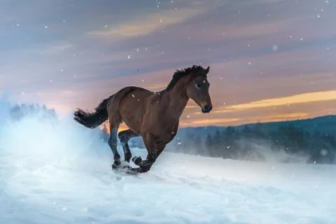 Horse of the breed Westphalian gallops through deep snow. The snow splashes u Stock Photos