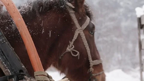 Horse brown face under snow - close-up Stock Footage 70596259