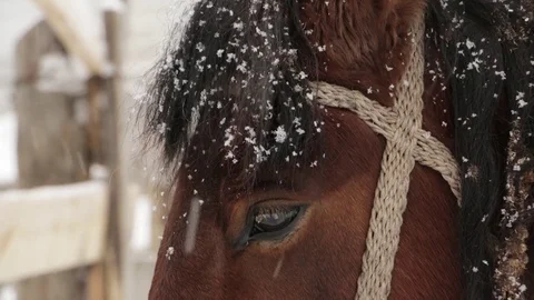 Horse brown face under snow - close-up Stock Footage 70596649