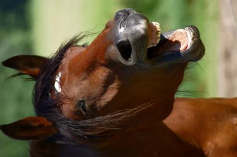 Horse brown Foto stock