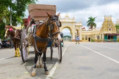 Horse Buggy Stock-Fotos