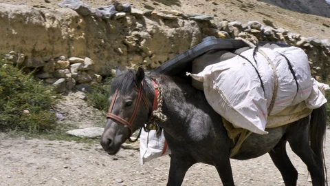 Horse with burden Stock Footage 127795970