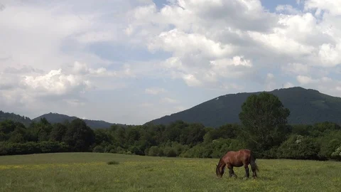 A horse in the bush Stock Footage 95925447