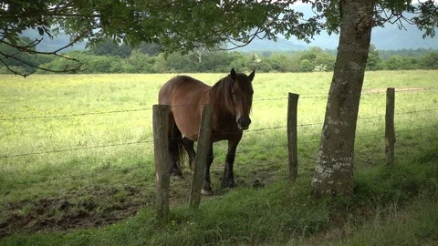A horse in the bush Video stock 95938369