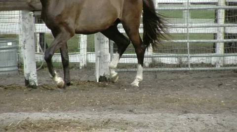 Horse Cantering Close Up Stock Footage 845503