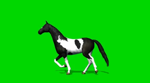 Horse cantering motion  - seperated on green screen 스톡 동영상 34185836