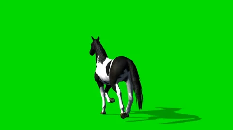 Horse  cantering motion  - seperated on green screen Видео 34186660