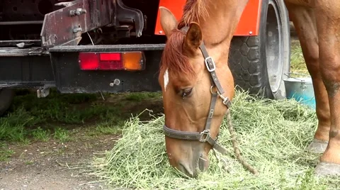 Horse at the car 스톡 동영상 51364529