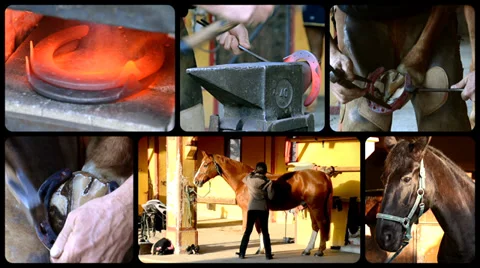 Horse care Vídeo Stock 33645884