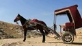 Horse with carriage in ancient Petra, Jordan HD Footage