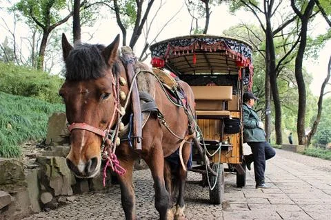 Horse & Carriage Stock Photos
