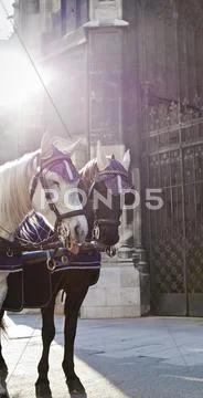Horse Carriage in Vienna Stock Photos