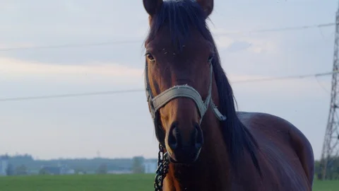 Horse cat the field close up Stock Footage 130072694