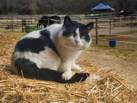 Horse cat Stock Photos