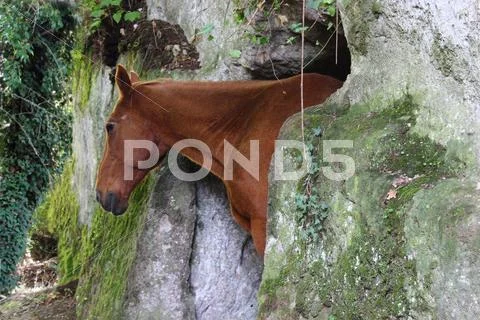 A horse in a cave Stock Photos