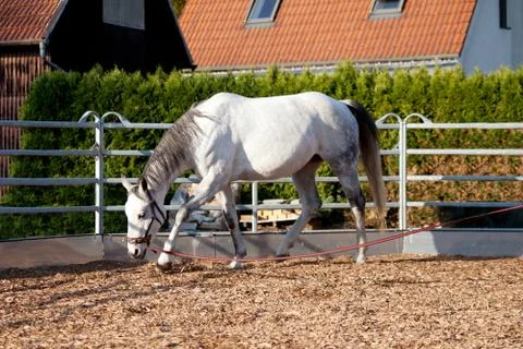 Horse with cavesson training with longe Stock Photos