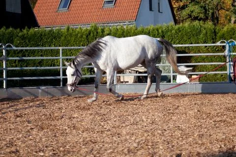 Horse with cavesson training with longe Stock Photos